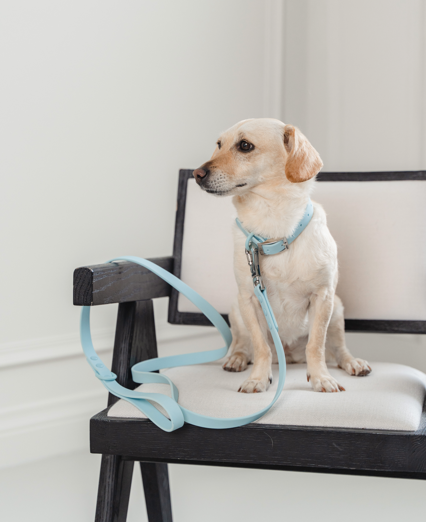 Waterproof Dog Collar in Sky Blue