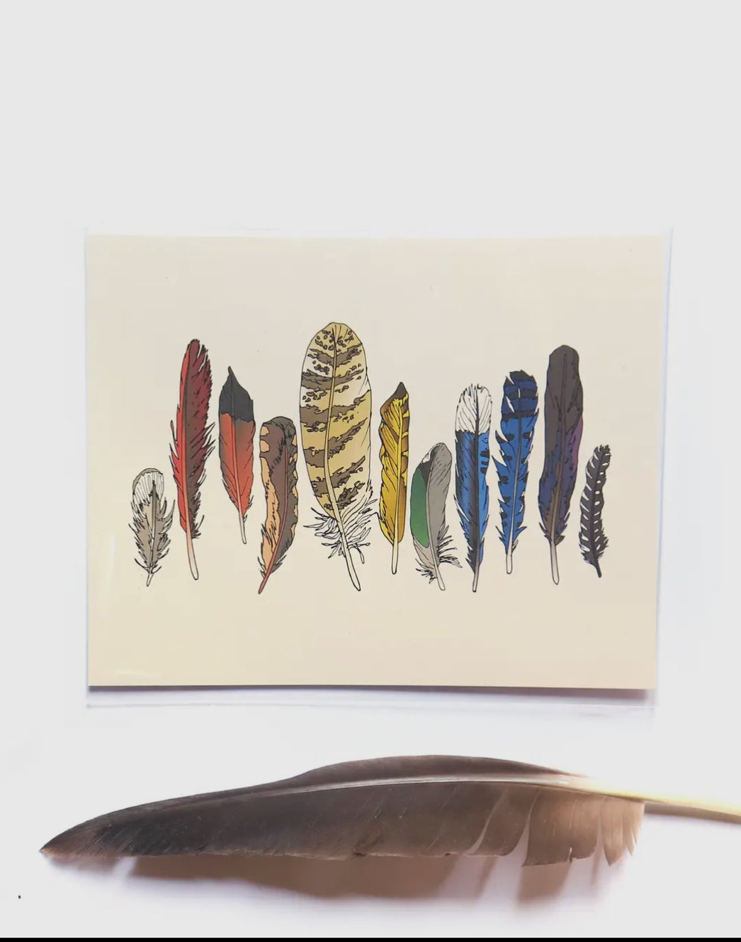 Wild life Rainbow Feathers Print