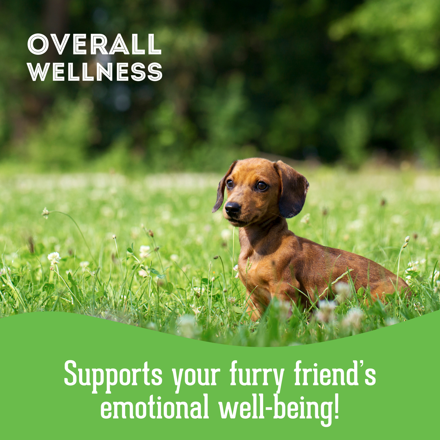 Soft & Chewy Supplement Calming Supplement For Dogs 150g