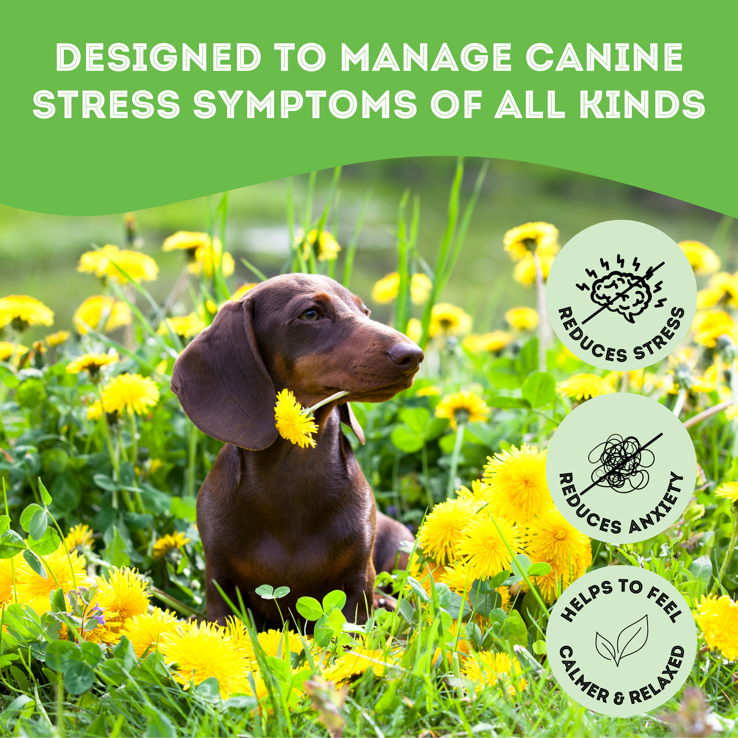 Soft & Chewy Supplement Calming Supplement For Dogs 150g