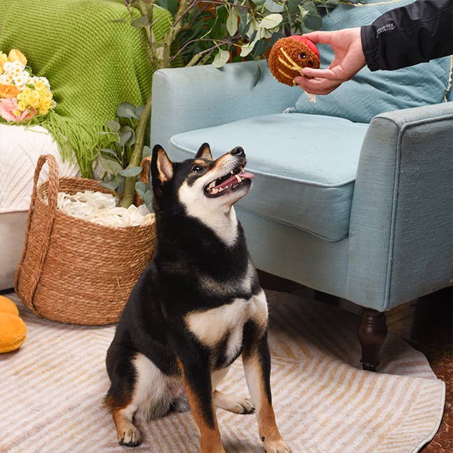 HugSmart Pet - Food Party | Spaghetti Meatball - Ball Toy