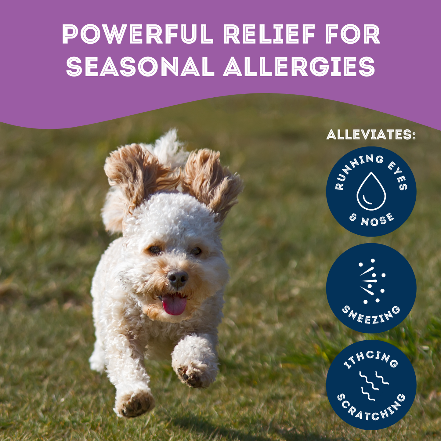 [CA only] Nutra Homeopathic Allergy Dog Supplement Herbal