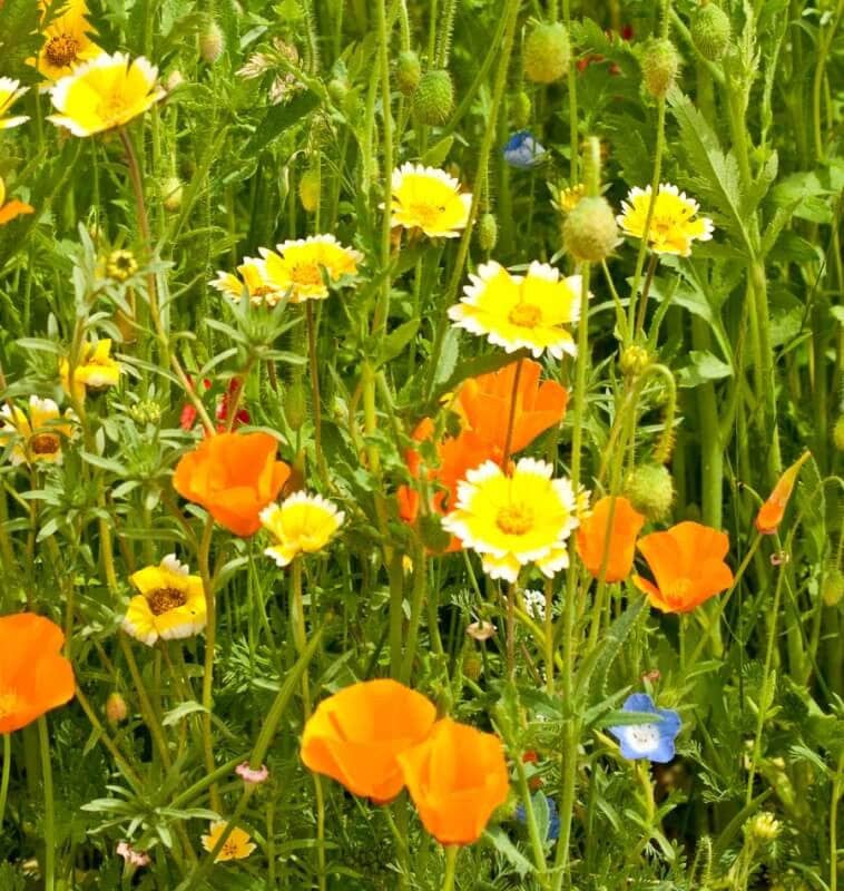 East Van Bee Blend Wildflower Seed Pack W/pin